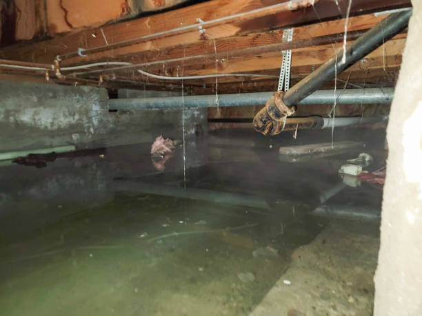 Best Water damage contractors near me  in Wagener, SC